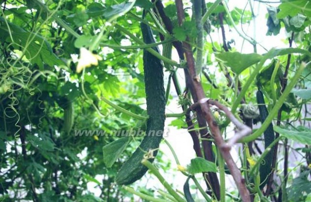 阳台黄瓜种植技术_阳台黄瓜种植技术