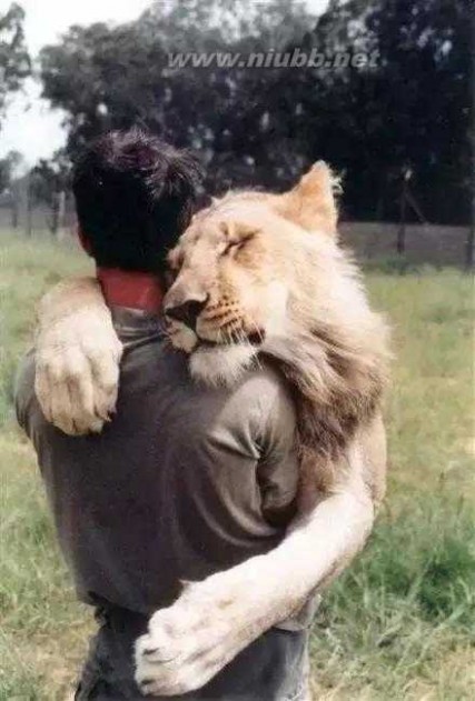 唯有爱 唯有爱与信任不可辜负，被猎杀的狮王