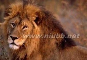 非洲狮 非洲狮：非洲狮-外形特征，非洲狮-动物简介