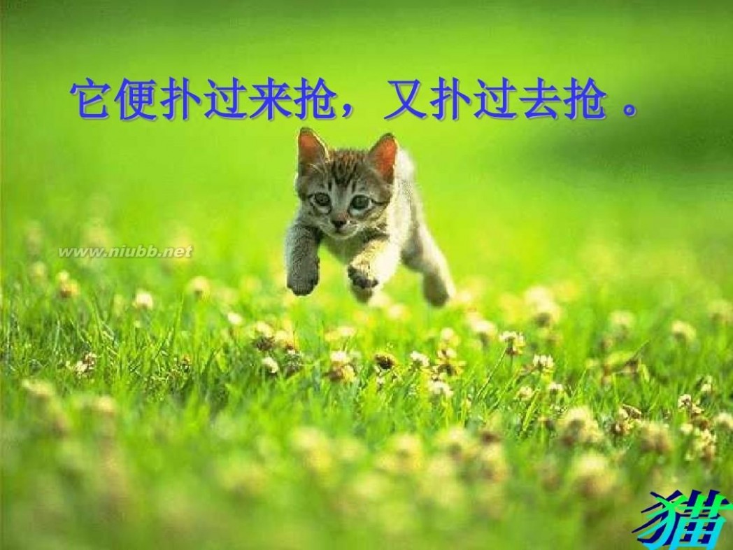 《猫》 《猫》课件