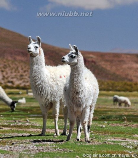 玻利维亚（4）不是所有的羊驼都叫“草尼玛”