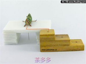 昆虫标本制作 昆虫标本制作全攻略，昆虫标本DIY详细图解