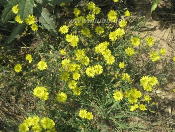 芍药花期 芍药花开(组图)