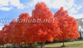 彩叶树：彩叶树-彩叶树的定义，彩叶树-发展前景_彩叶树