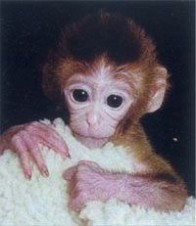 2000年1月14日人类成功克隆猴_2000