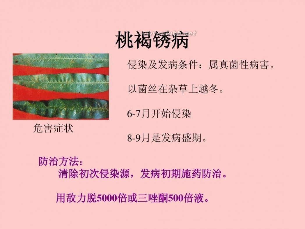 桃树病虫害防治 桃树病虫害防治技术