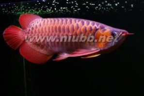 红龙鱼：红龙鱼-外形特征，红龙鱼-环境特性_辣椒红龙鱼图片