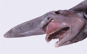 深海琵琶鱼 深海中的七大恐怖生物