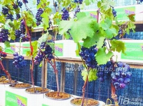 盆栽葡萄种植技术 怎么种植盆栽葡萄 盆栽葡萄种植技术介绍