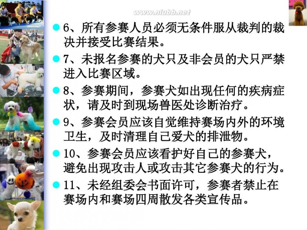 犬犬 宠物鉴赏-犬展犬赛常识