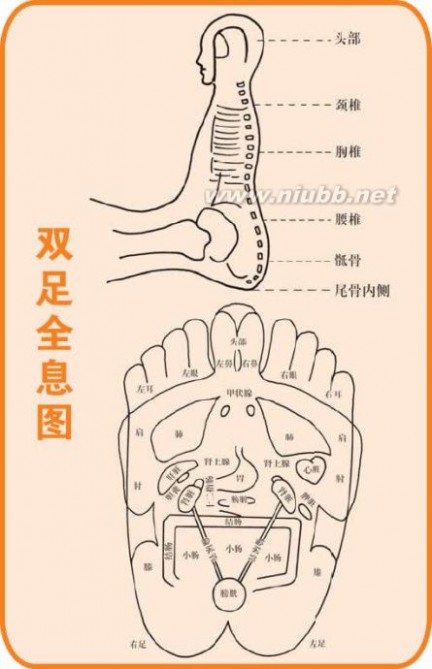 [转载]人体穴位图