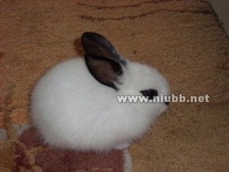 侏儒海棠兔 小宠物——侏儒海棠兔