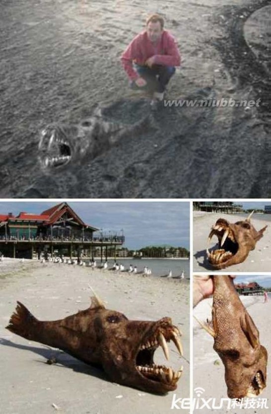 广东海怪 曝！全世界五大海滩怪兽 广东海滩发现17米巨怪