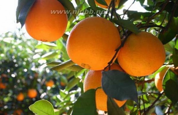 柑橘各个生长周期的病虫害防治_柑橘病虫害