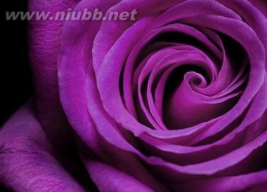 情人节玫瑰花物语:颜色和数量的含义_送玫瑰花数量的含义