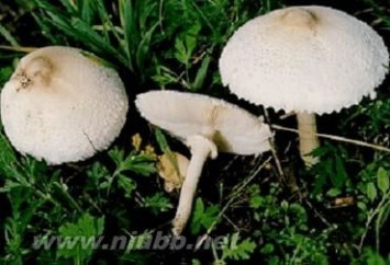 蘑菇的种类 食用蘑菇的种类及图文介绍(附几种常见的食用菌的主要营养成分)