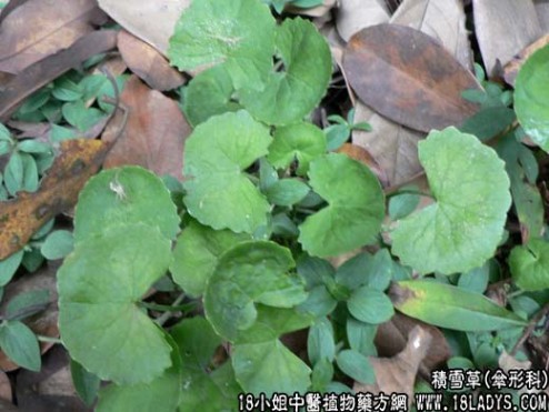 连钱草 积雪草(连钱草)【伞形科】