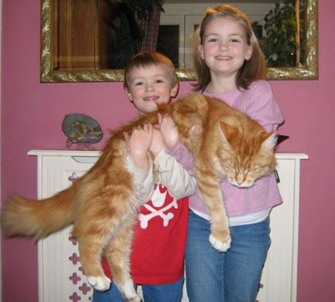 最大的猫 最大和最小的宠物猫分别是什么？