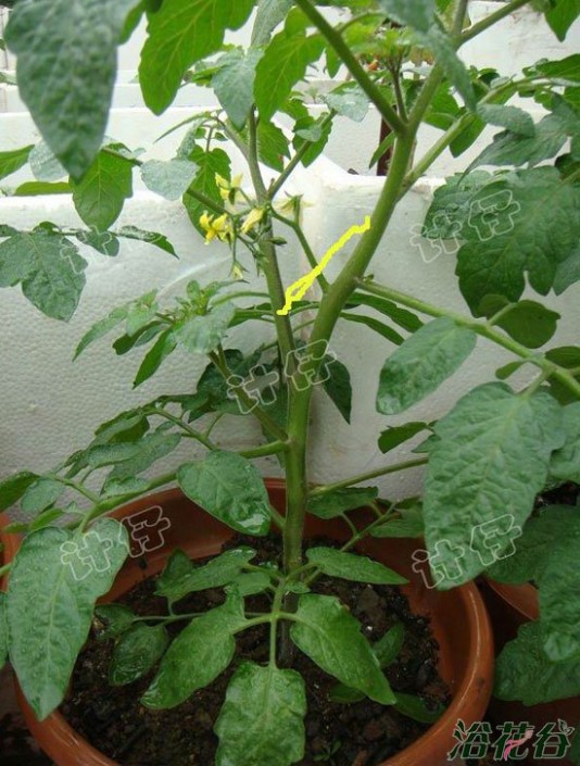 盆栽番茄(播种到结果全过程图解)