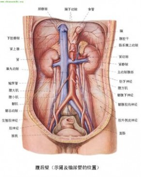 人体器官 人体器官分部彩图(大全)