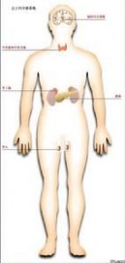 肾上腺激素：肾上腺激素-基本概述，肾上腺激素-分泌与调节_肾上腺