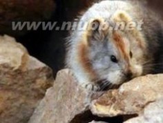 伊犁鼠兔 伊犁鼠兔：伊犁鼠兔-基本介绍，伊犁鼠兔-栖息环境
