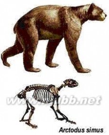 北美巨型短面熊：北美巨型短面熊-简介，北美巨型短面熊-短面熊特点_巨型短面熊