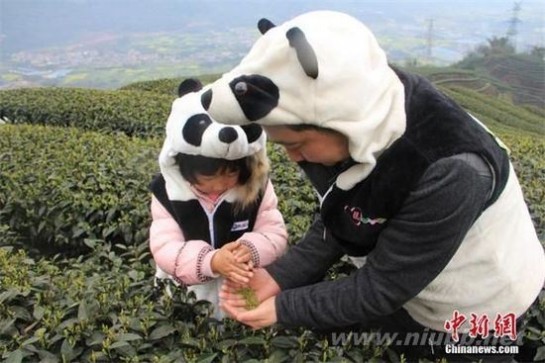 熊猫茶 四川“熊猫茶”春茶三月首采 每斤22万元