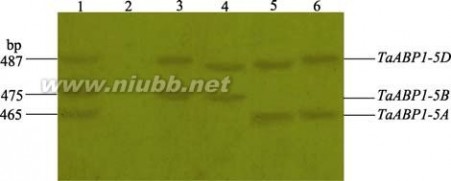 abp138 小麦生长素结合基因TaABP1-D的克隆、功能标记开发及其与株高的关联
