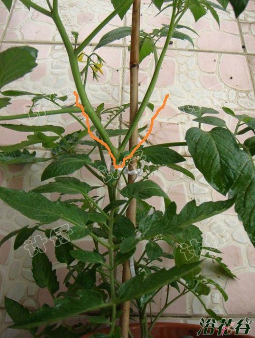  盆栽番茄(播种到结果全过程图解)