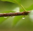 11《秋天的雨》教学设计及思路