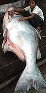 新几内亚鲈鱼