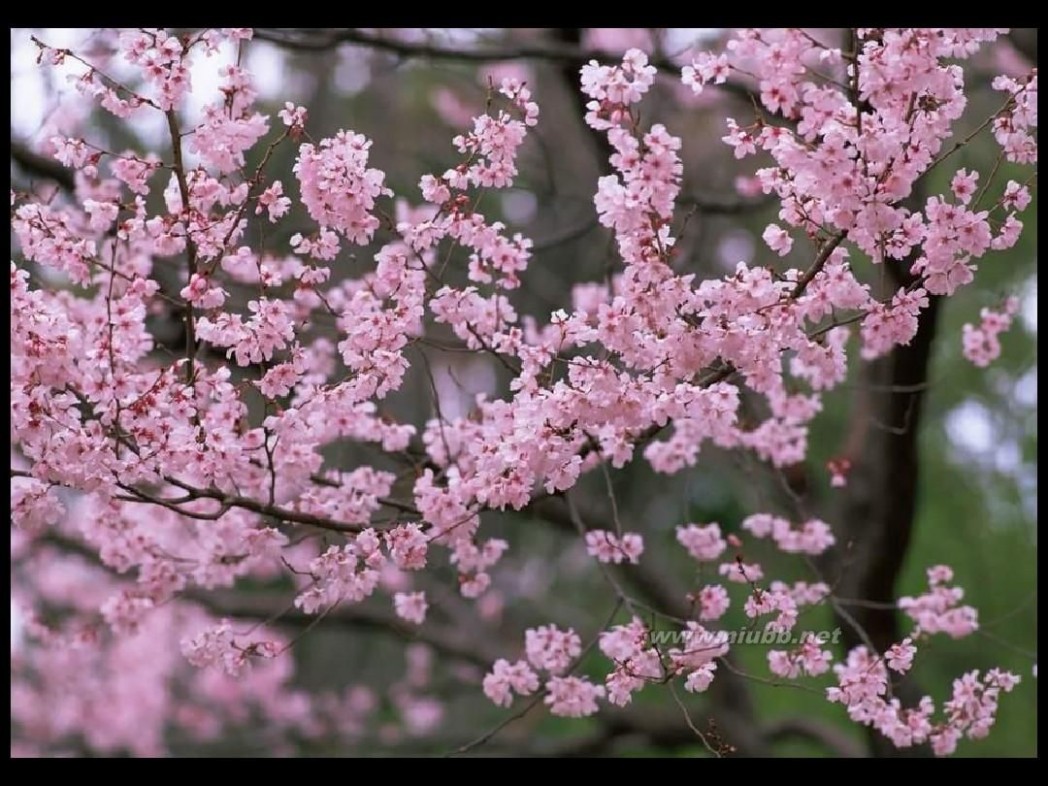 日本樱花图片 日本最美樱花摄影图片精选