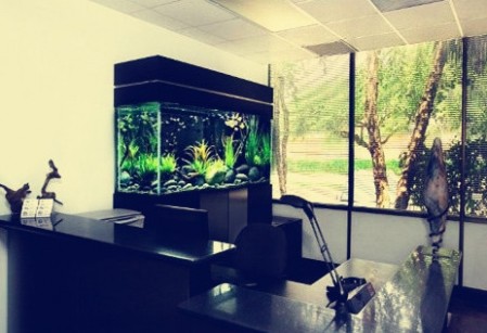 办公室鱼缸摆放位置风水