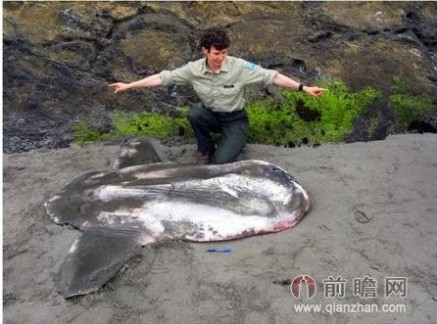 翻车鱼的死法 巨型翻车鱼惊现美国海岸 样貌丑萌长2米重136公斤