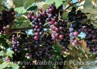 山葡萄 【山葡萄】山葡萄的功效与作用，山葡萄的种植技术，食用山葡萄的注意事项