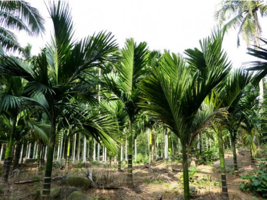 槟榔树 槟榔树图片，槟榔树作用，槟榔树种植