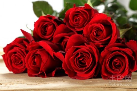 红玫瑰代表什么 红玫瑰多少钱一朵，红玫瑰和粉玫瑰的区别，红玫瑰花代表什么