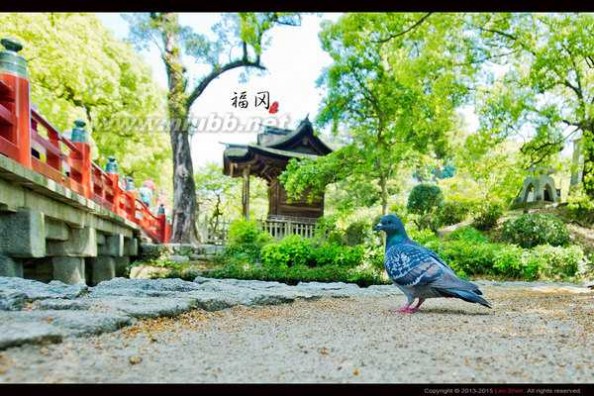 梦幻之旅电视剧 【天海之恋】天海邮轮首航梦幻之旅