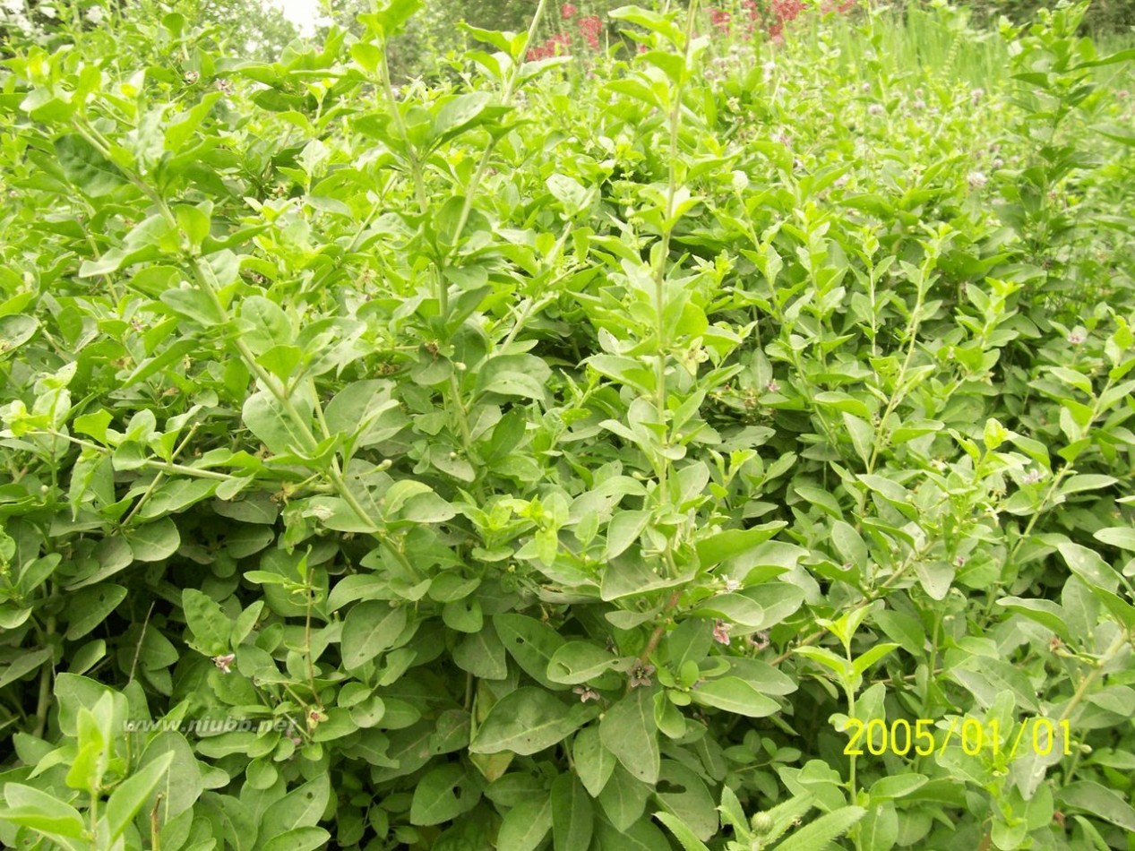 老鸹筋 野草野菜图片识别