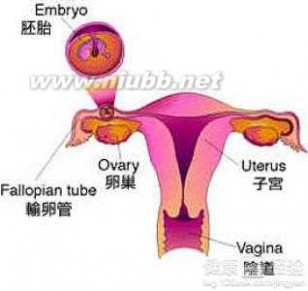 宫外孕腹腔镜手术 宫外孕腹腔镜手术过程