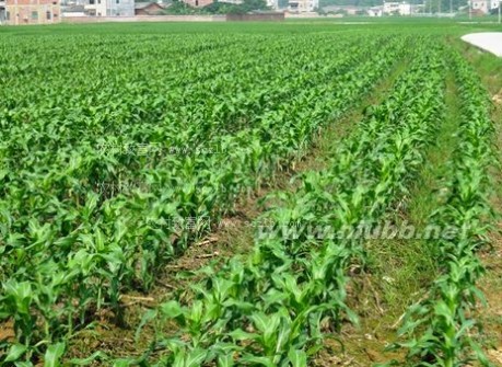 东北粘玉米 早熟优质粘玉米栽培方法，东北粘玉米种植技术