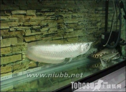 银龙鱼怎么养 银龙鱼怎么养 银龙鱼价格 银龙鱼养几条