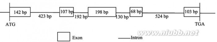abp138 小麦生长素结合基因TaABP1-D的克隆、功能标记开发及其与株高的关联