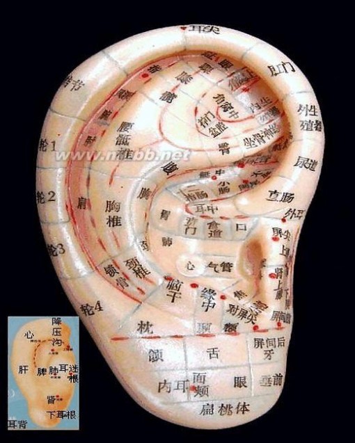 耳朵穴位图 标准耳穴图(耳朵人体全息图)