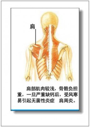 人体器官 人体器官分部彩图(大全)