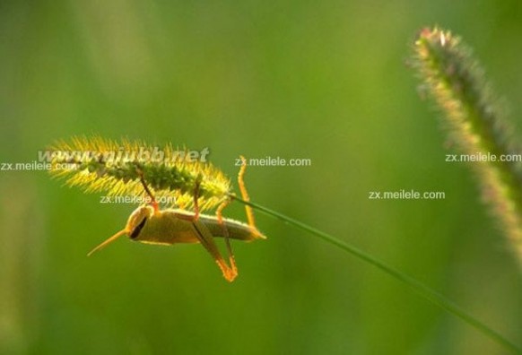 狗尾巴草花语,狗尾巴草象征什么_狗尾巴草