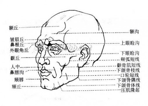 人体结构素描 人物素描：人体头部结构图