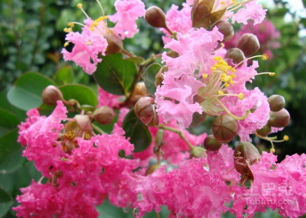 谁道花无百日红 紫薇花盆景制作四步骤 紫薇花的传说