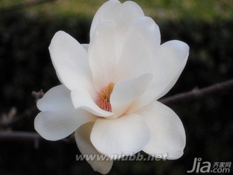 白玉兰花语 白玉兰的花语是什么 白玉兰花语介绍